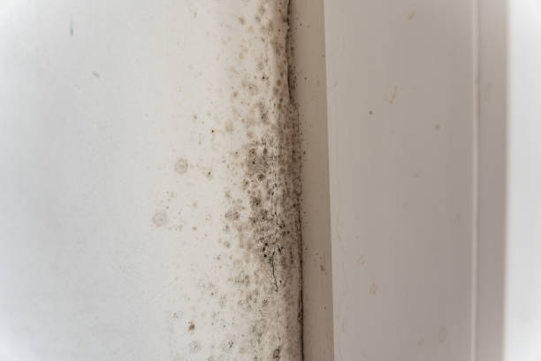 Best Mold Prevention Services  in Paw Paw Lake, MI